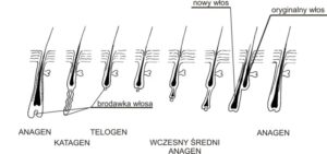 Fazy wzrostu włosa